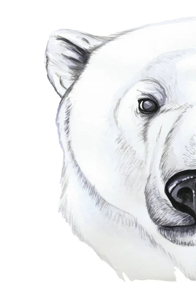 Disegno Con Acquerello Mammifero Predatore Orso Polare Artic Ritratto Orso — Vettoriale Stock