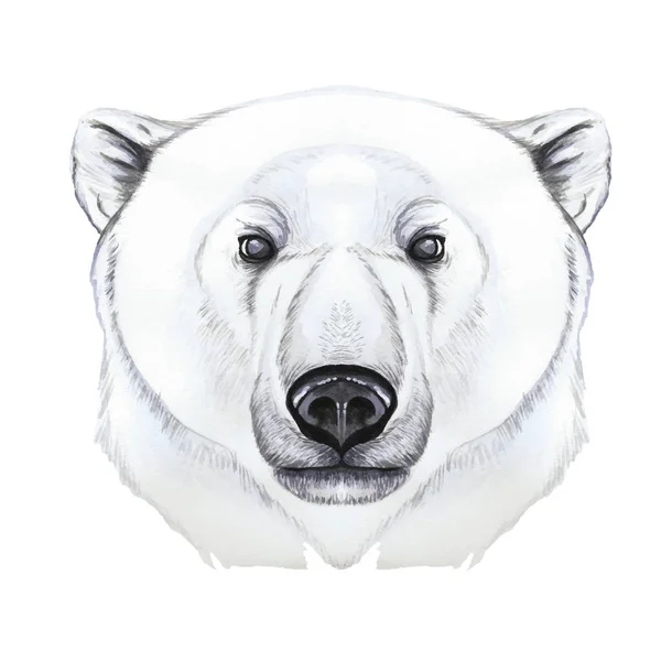 Disegno Con Acquerello Mammifero Predatore Orso Polare Artic Ritratto Orso — Vettoriale Stock