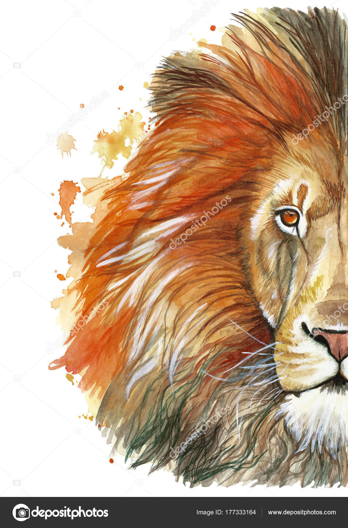 Watercolor Drawing Animal Mammal Animal Predator Red Lion Red Mane Stock Photo by ©Zaammari 177333164 Watercolor Drawing Animal Mammal Animal Predator Red Lion Red Mane Stock Photo by ©Zaammari 177333164