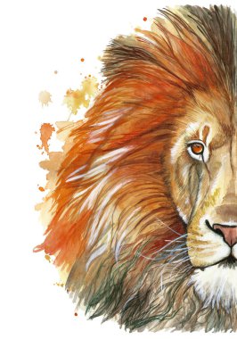 Bir hayvan memeli hayvan Predator kırmızı aslan, kırmızı yele, Aslan-Kral Beasts, beyaz arka plan önünde büyüklüğü, gücü, İngiltere, Hindistan, portre çizim suluboya
