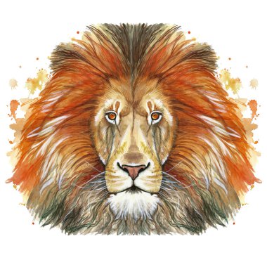 Bir hayvan memeli hayvan Predator kırmızı aslan, kırmızı yele, Aslan-Kral Beasts, beyaz arka plan önünde büyüklüğü, gücü, İngiltere, Hindistan, portre çizim suluboya