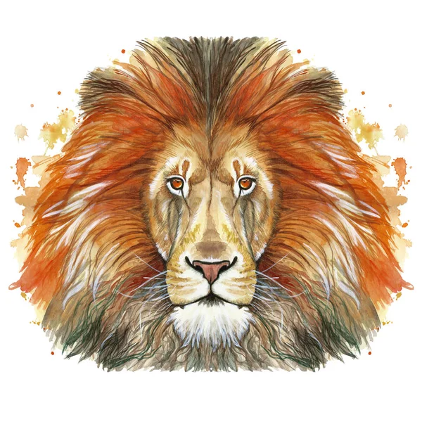 Watercolor Drawing Animal Mammal Animal Predator Red Lion Red Mane Stock Image