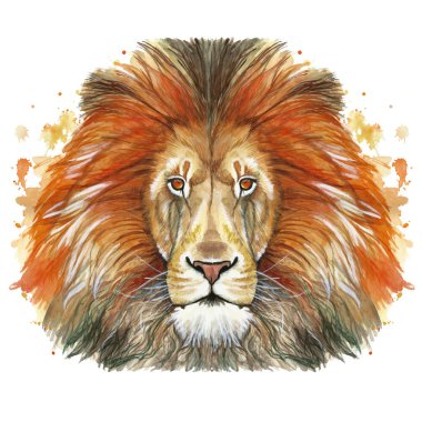  Bir hayvan memeli hayvan Predator kırmızı aslan, kırmızı yele, Aslan-Kral Beasts, beyaz arka plan önünde büyüklüğü, gücü, İngiltere, Hindistan, portre çizim suluboya