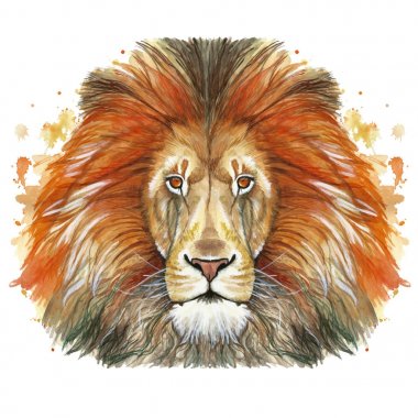 Bir hayvan memeli hayvan Predator kırmızı aslan, kırmızı yele, Aslan-Kral Beasts, beyaz arka plan önünde büyüklüğü, gücü, İngiltere, Hindistan, portre çizim suluboya