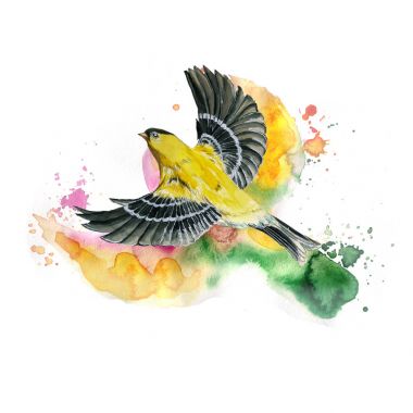 suluboya Bahar, ısı, bir kuş uçuş, açık kanatlarla Orioles bir serçe gibi filo illüstrasyon konulu Dikişsiz desen çizimi tüyleriyle sarı tüyleri, hyperrealism, kiraz çiçekleri ile pembe çiçekler ve tomurcukları, creati için