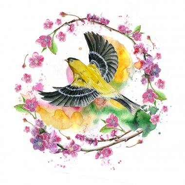 suluboya Bahar, ısı, bir kuş uçuş, açık kanatlarla Orioles bir serçe gibi filo illüstrasyon konulu Dikişsiz desen çizimi tüyleriyle sarı tüyleri, hyperrealism, kiraz çiçekleri ile pembe çiçekler ve tomurcukları, creati için