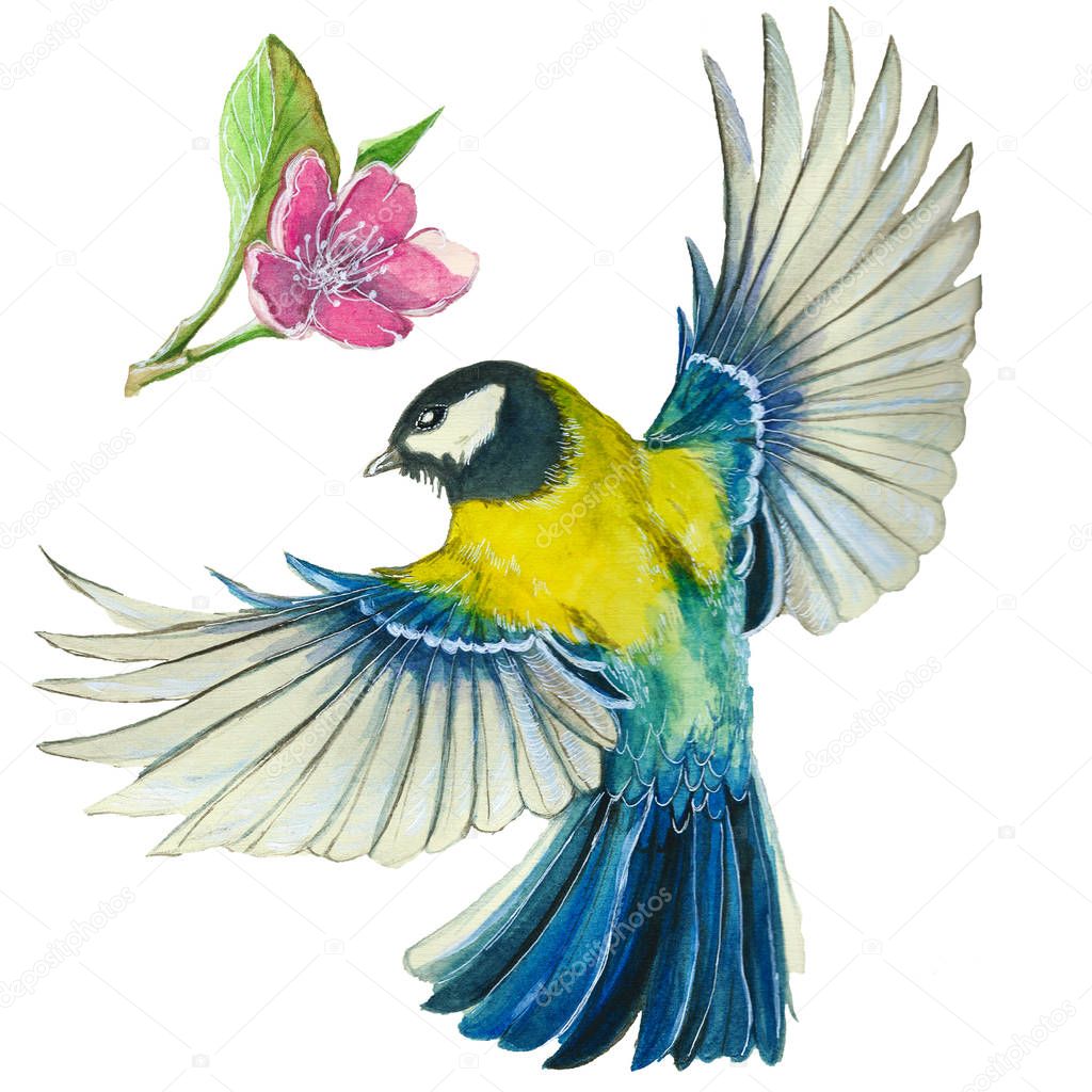 watercolor drawing on the theme of spring, heat, illustration of a bird of the order of the passerine-shaped large tit-flies, with open wings, feathers, with yellow breast and blue plumage, hyperrealism, with flowering sakura branches, pink flowers a