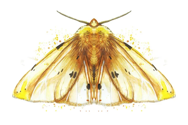 Dibujo Acuarela Una Mariposa Nocturna Insectos Polilla Oso Amarillo Hermosas — Foto de Stock