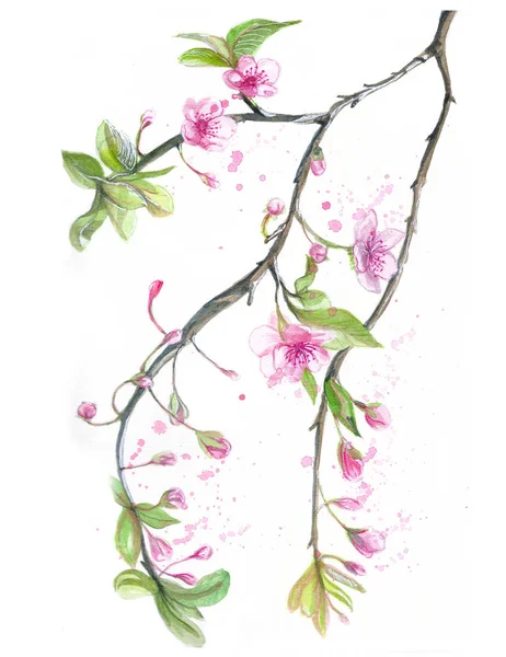 Akwarela Rysunek Kwiatów Wiśni Wiśniowe Kwiaty Wiśni Różowe Kwiaty Delikatne — Zdjęcie stockowe