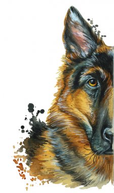 Suluboya basımevi, cins köpekler, memeliler, hayvan, cins Alman çoban, portre, tema üzerinde baskı kırmızı-siyah, akıllı gözler, biçim renk, ruhunu görünüyor, düz, beyaz bir arka plan üzerinde portre görünüyor