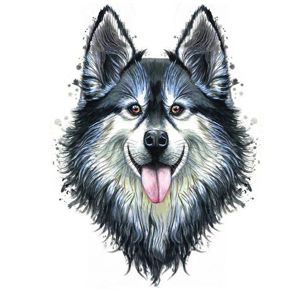 Aquarelldruck Eines Hundeporträts Einer Muschi Oder Husky Rasse Eines Säugetieres — Stockfoto
