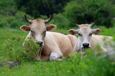 Kırgızistan dağlarında bir mera üzerinde iki inek