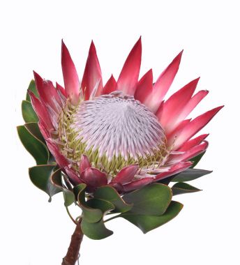 İzole Protea cynaroides çiçek, La Gomera, Kanarya Adaları