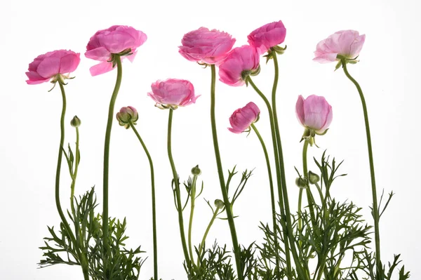 ピンクのロマンチックなきちんと配置されたキンポウゲ — ストック写真