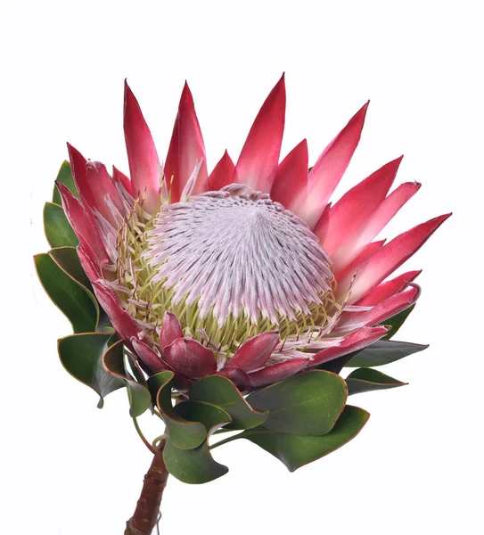 Elszigetelt Protea cynaroides virág, La Gomera, Kanári-szigetek — Stock Fotó