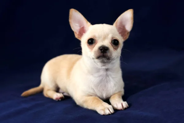 Πορτρέτο Της Short Haired Κρέμα Χρώματος Chihuahua Κουτάβι Μπλε Φόντο — Φωτογραφία Αρχείου