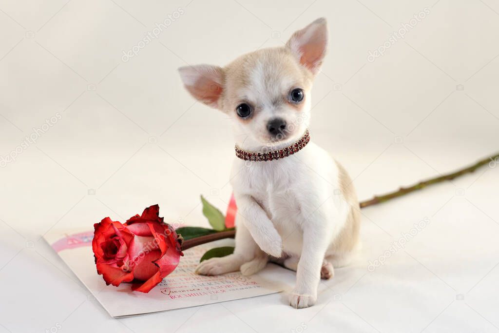 Adorable white with cream patches short-haired Chihuahua puppy with a red rose and congratulatory postcard on a white background.
