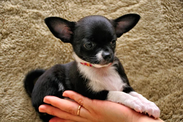 Charmig Svart Och Vitprickig Mini Chihuahua Valp Kvinnlig Hand — Stockfoto