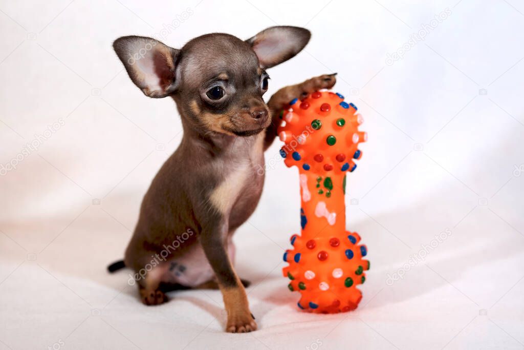 Cute short-haired brown and tan Russkiy toy (Russian toy terrier) puppy with bone dog toy on a white background