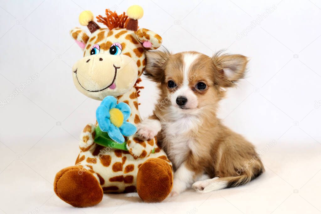 Cute long-haired red with white Chihuahua puppy dog with funny giraffe toy on white background