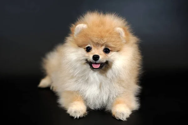 Portrét Pohledného Usmívajícího Červeného Bílou Barvou Miniaturního Štěňátka Pomeranian Spitz — Stock fotografie