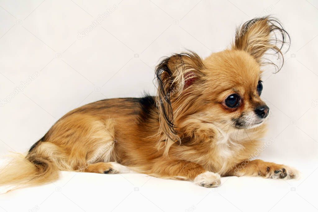 Perfect Photo Model - Portrait of long-haired red and white Chihuahua dog on white background