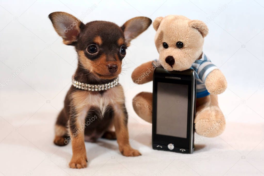 Portrait of a funny brown and tan short-haired Russkiy toy (Russian toy terrier) puppy with a cell phone and plush toy on white background.
