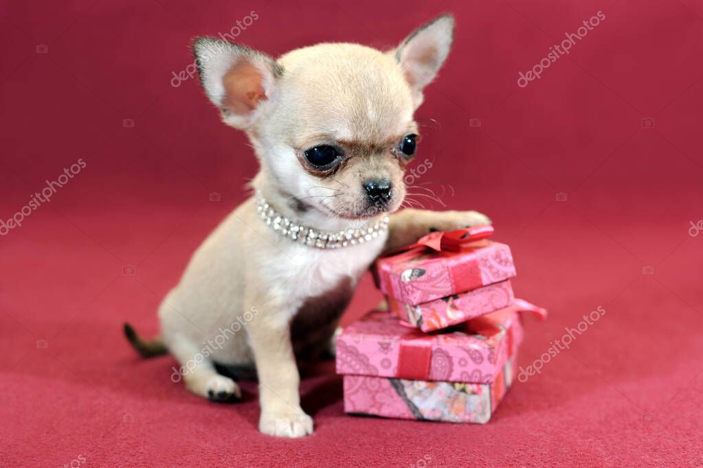 Raza Pequeña Cachorros Pelo Corto Increíble Tamaño Mini Cachorro