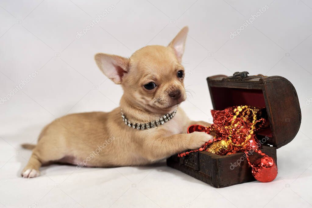 Miniature short-haired Chihuahua puppy with a little treasure box on a white background