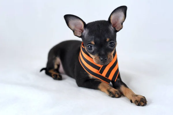 Remember. Honour. Proud. Black and tan smooth-haired Russian toy terrier with Saint George's ribbon (the Georgian ribbon), the symbol of victory over fascism, on a white background