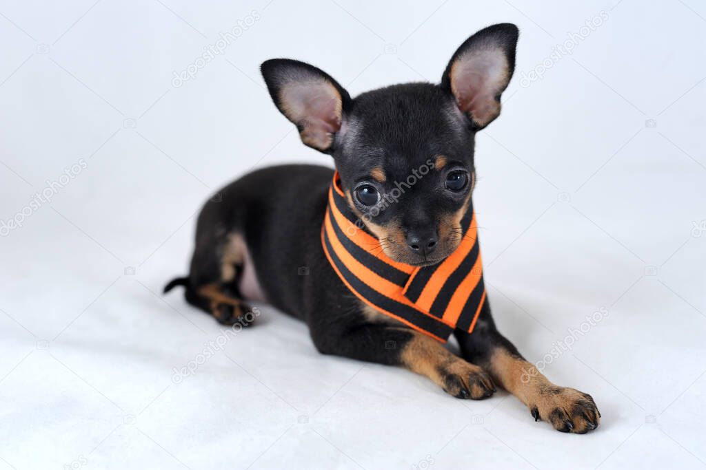Remember. Honour. Proud. Black and tan smooth-haired Russian toy terrier with Saint George's ribbon (the Georgian ribbon), the symbol of victory over fascism, on a white background