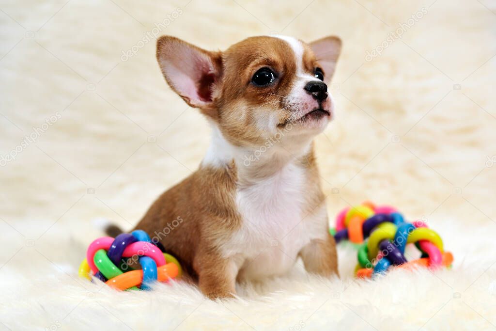 Miniature short-haired red and white Chihuahua puppy with toys on a white fur cover
