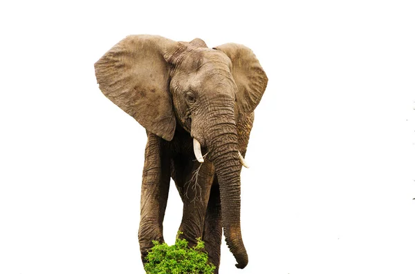 African Elephant Eating Isolated — Stock Photo, Image
