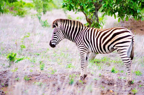 Zebra in it's Natural Habitat — Stock Photo, Image