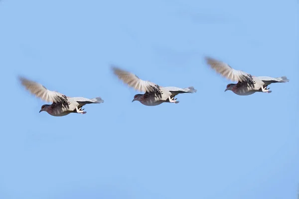 Группа из трёх летающих голубей — стоковое фото