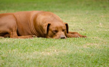 Yeşil çimenlerin üzerinde uyuyan köpeği