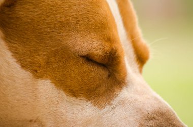 Pitbull kapalı gözler