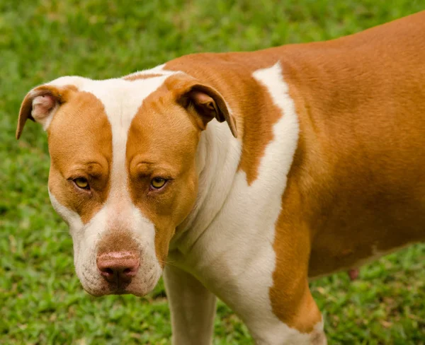 Retrato de perro — Foto de Stock