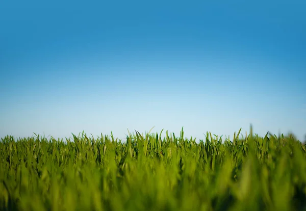 Colpo basso angolo di campo verde lussureggiante sotto cielo blu chiaro — Foto Stock