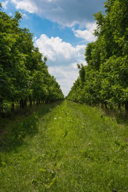 satırlar ve mavi gökyüzü altında orchard elma ağaçlarının arasında yemyeşil yeşil çimen