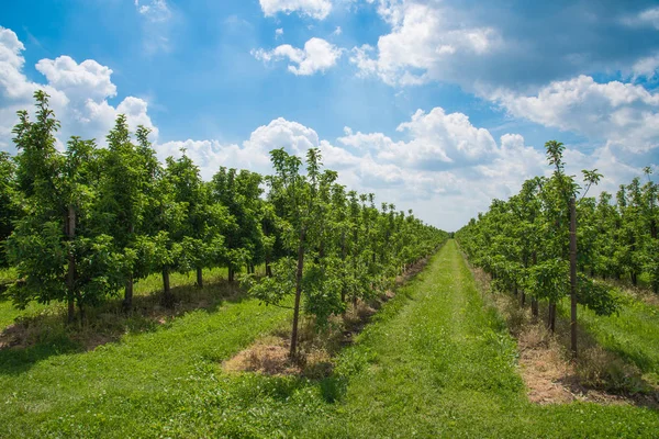 satır ve cumulus bulutları ile güzel mavi yaz göğün altında orchard elma ağaçlarının
