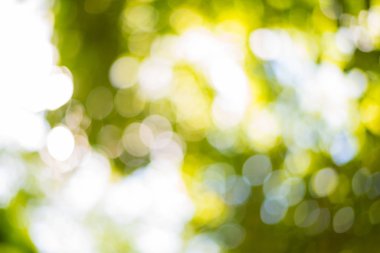 yemyeşil yeşil soyut bokeh yaz arka plan, alan ağaç sığ derinliği parlayan güneş ışığı