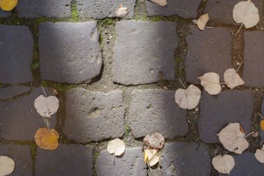 Arnavut kaldırımlı sokak yüzey sonbahar yaprakları ile