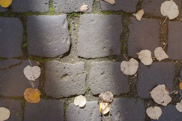 Arnavut kaldırımlı sokak yüzey sonbahar yaprakları ile