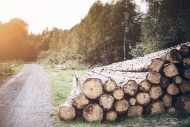 günlük kazık bir çakıl yol yanında orman katta