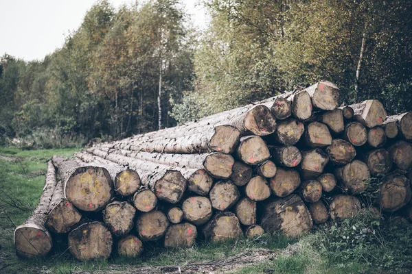 ormandaki ağaçlar, ağaç gövdeleri yığını