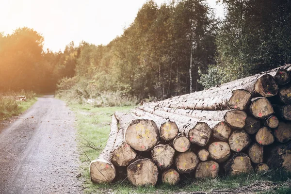 günlük kazık bir çakıl yol yanında orman katta