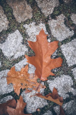 Arnavut kaldırımlı sokak yüzey üzerinde sonbahar yaprakları