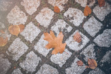 Parke sokağında sonbahar yaprakları
