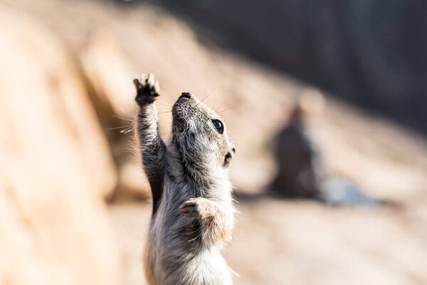 close-up of Barbary ground squirrel stretching front leg up in the air